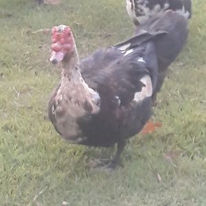 Meet your Posher, Ashlee